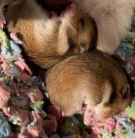 Syrian Hamster Rodents for sale in Kansas City, Kansas. price: NA