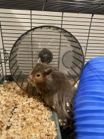 Syrian Hamster Rodents for sale in Prior Lake, Minnesota. price: $1