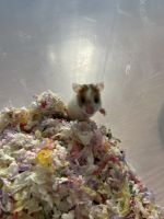 Syrian Hamster Rodents for sale in Kansas City, Kansas. price: NA