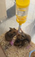 Syrian Hamster Rodents for sale in Via Genova, 247, 10127 Torino TO, Italy. price: NA