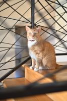 Need a new home for a lovable Tabby!