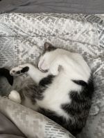 2 year old cat needs rehoming