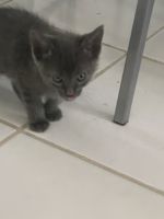 Blue eyed kittens need home