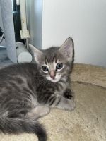 Blue eyed kittens need home