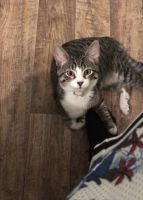 Tabby Cats for sale in 114 Lazy Acres Ln, Bishopville, SC 29010, USA. price: $50