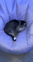 Tabby Cats for sale in Bridgeport, CT, USA. price: $150
