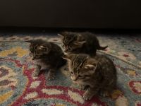rehoming kittens