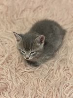 Grey Tabby Kittens