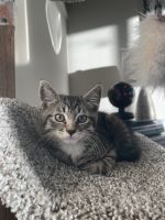 Milo is a sweet, playful, non-aggressive cat