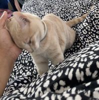 Zoey (light orange tabby)