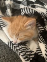 Kitten only 8 weeks old