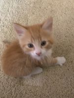 Kitten only 8 weeks old