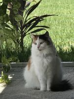 2 Beautiful loving cats needing a loving and caring home