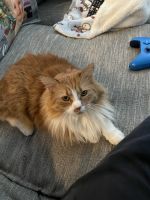 2 1/2 year old female tabby