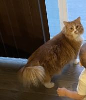 2 1/2 year old female tabby