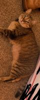 Tabby Cats for sale in Grindstone, PA 15442, USA. price: $100