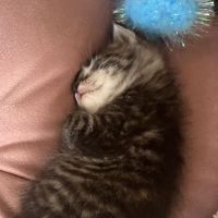 4 week old kitten