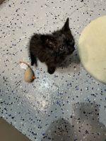 Kitten needs a home