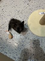 Kitten needs a home