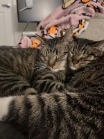 Twin boy Tabby’s