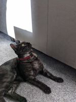 Black Tabby Cat Female - Layla