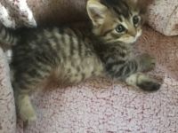 He is ready for a forever home