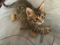 He is ready for a forever home