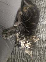 4 month old female kitten