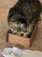 Older cats needs loving home