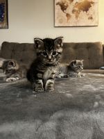 Tabby kittens 7weeks