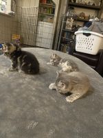 Tabby kittens 7weeks