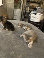 Tabby kittens 7weeks