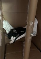 Free tabby kittens need forever home