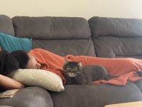 Tabby/ManeCoon Twin Brothers for Free