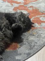 Tabby/ManeCoon Twin Brothers for Free