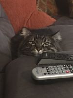 Tabby/ManeCoon Twin Brothers for Free