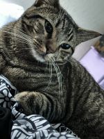 Tabby Cats for sale in Killeen, TX 76542, USA. price: NA