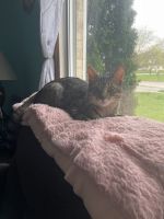 Tabby Cats for sale in Naperville, IL, USA. price: $500