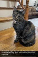 Tabby Cats for sale in Clifton, New Jersey. price: $120
