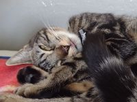 Tabby Cats for sale in San Jose, California. price: $150