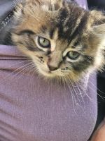 Tabby Cats for sale in Melton, Victoria. price: NA