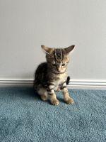 Tabby Cats for sale in Berwick, Victoria. price: $40