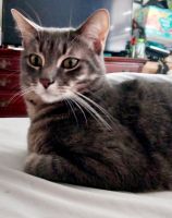 Tabby Cats for sale in Norwood, Massachusetts. price: $600
