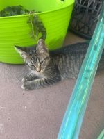 Tabby Cats for sale in Werribee, Victoria. price: $1