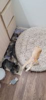 Tabby Cats for sale in Mesa, Arizona. price: $70