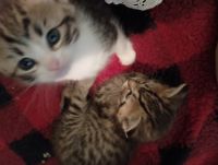 Tabby Cats for sale in Marissa, Illinois. price: NA