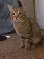 Tabby Cats for sale in Lorain, Ohio. price: NA