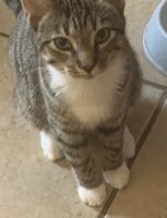 Tabby Cats for sale in Gibraltar, Michigan. price: NA