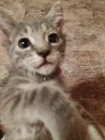 Tabby Cats for sale in Ft. Lauderdale, Florida. price: $85