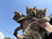Brown Tabby Kittens